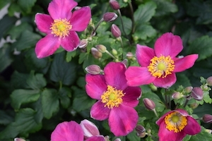Anemone 'Red Riding Hood' 